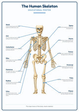 The Human Skeleton: A4 Matte Laminated Educational Poster Print - 210x297mm