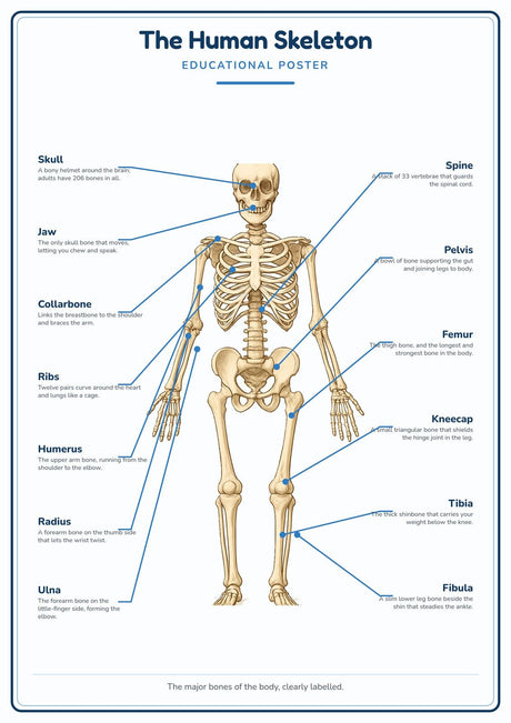 The Human Skeleton: A4 Matte Laminated Educational Poster Print - 210x297mm