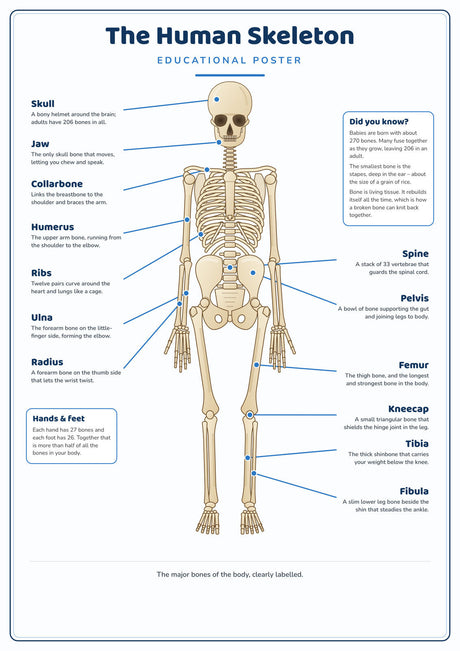 4-Pack Human Body Basics Educational Posters Set - A4 Matte Laminated Prints (210x297mm)