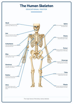 The Human Skeleton: A4 Matte Laminated Educational Poster Print - 210x297mm