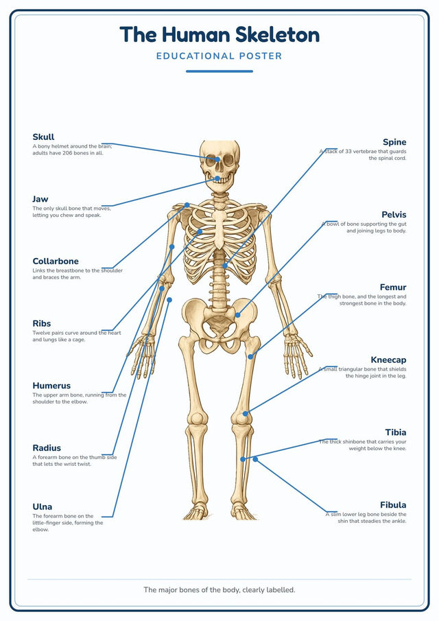 The Human Skeleton: A4 Matte Laminated Educational Poster Print - 210x297mm