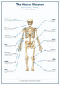 The Human Skeleton: A4 Matte Laminated Educational Poster Print - 210x297mm