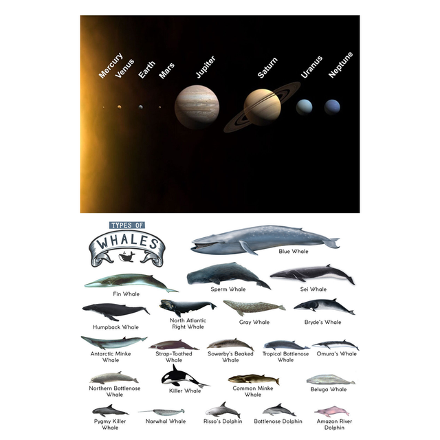 2-Pack "Science & Nature" A4 Laminated Posters  - 210x297mm