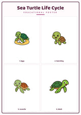 Sea Turtle Life Cycle: A4 Matte Laminated Educational Poster Print - 210x297mm