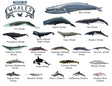 TYPES OF WHALES A4 Matte Laminated Poster Print Fish - 210mm x 297mm