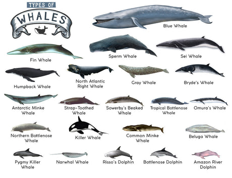 8-Pack Ocean & Sea Life Educational Posters Set - A4 Matte Laminated Prints (210x297mm)