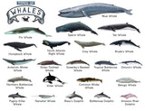 Types of Whales: A4 Matte Laminated Educational Poster Print - 210x297mm