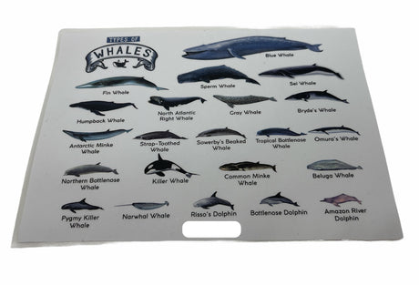 8-Pack Ocean & Sea Life Educational Posters Set - A4 Matte Laminated Prints (210x297mm)