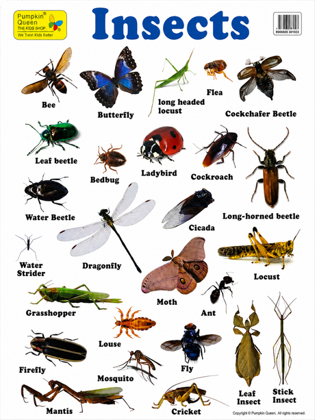 3-Pack Large "Creatures of Nature" Educational Posters - 73x52cm (Printed by Pumpkin Queen)