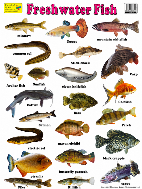 3-Pack Large "Creatures of Nature" Educational Posters - 73x52cm (Printed by Pumpkin Queen)