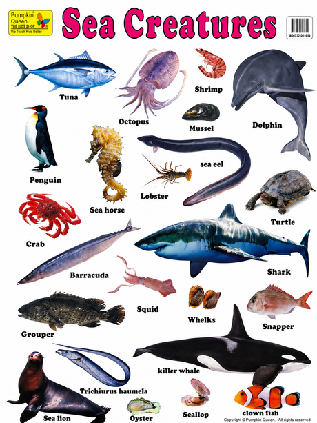 5-Pack Large "Animal Kingdom" Educational Posters - 73x52cm (Printed by Pumpkin Queen)