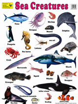 Large "Sea Creatures" Fish Educational Poster - 73x52cm Size - Portrait (Printed by Pumpkin Queen)