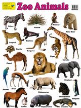 Large "Zoo Animals" Educational Poster - 73x52cm Size - Portrait (Printed by Pumpkin Queen)