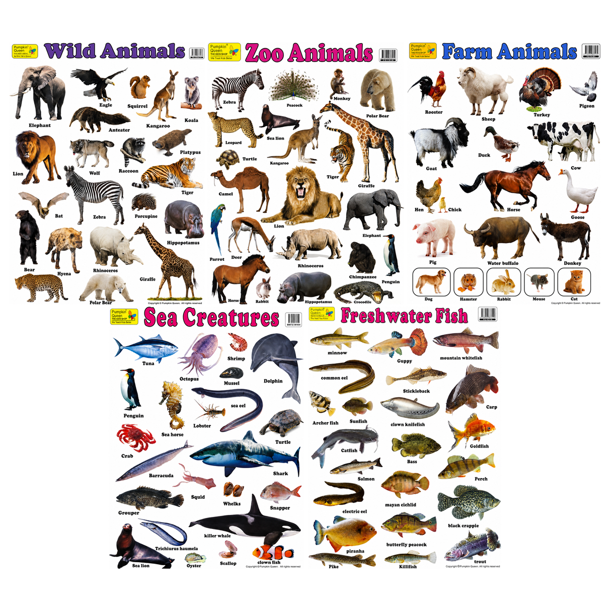 5-Pack Large "Animal Kingdom" Educational Posters - 73x52cm (Printed by Pumpkin Queen)