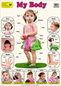 Large "My Body" Educational Poster - 73x52cm Size - Portrait (Printed by Pumpkin Queen)