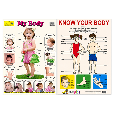 2-Pack "Human Body" Educational Posters - Mixed Sizes (73x52cm & A2)