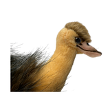 Bocchetta Penny 25cm Sitting Emu Plush Toy (Australian Stuffed Animal Souvenir Gift)