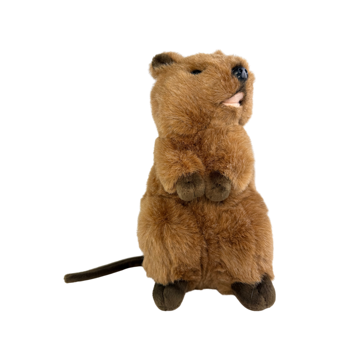 Bocchetta Roger 28cm Standing Quokka Plush Toy (Australian Stuffed Animal Souvenir Gift)