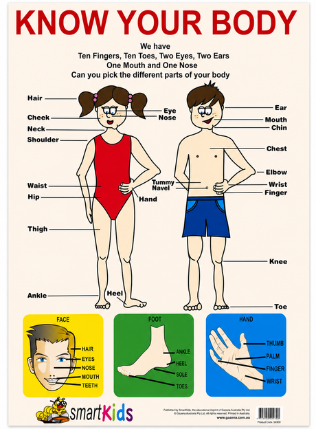 2-Pack "Human Body" Educational Posters - Mixed Sizes (73x52cm & A2)