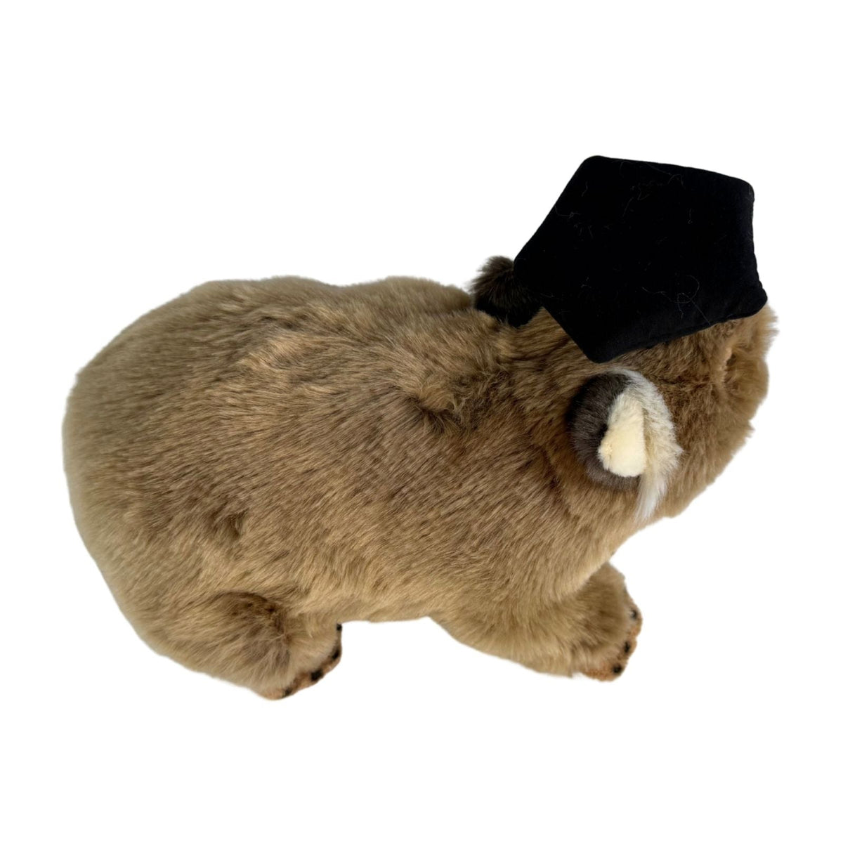 Bocchetta Tina 28cm Graduation Wombat Plush Toy (Stuffed Animal Grad Gift)