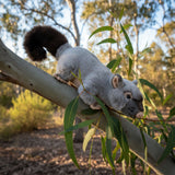 Bocchetta Zack 33cm Brushtail Possum Plush Toy (Australian Stuffed Animal Souvenir Gift)