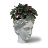 Urban Attitude Venus Head Resin Planter - Matte White (Sculptural Plant Pot)