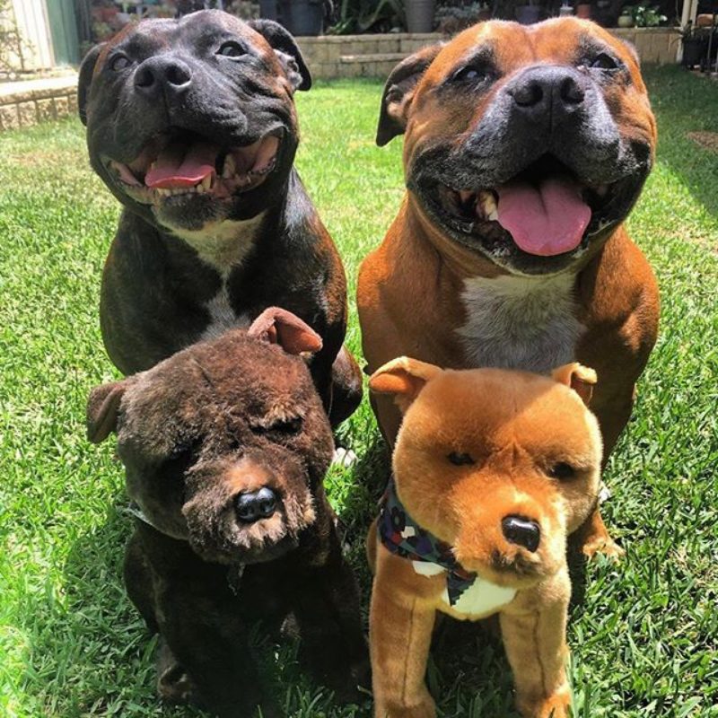 Bocchetta Lester 32cm Sitting Staffy Plush Toy - Brown (Realistic Stuffed Animal Dog Gift)